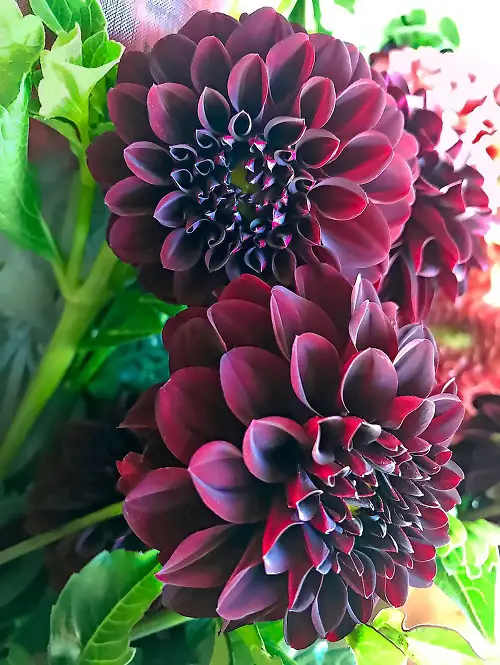 closeup Black Dahlia Flower Varieties