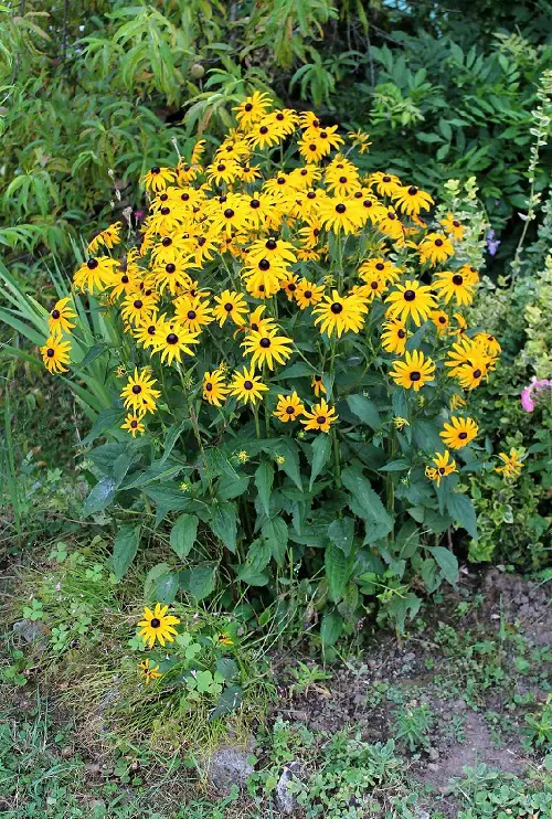 Stunning Flowers that Look Like Marigolds