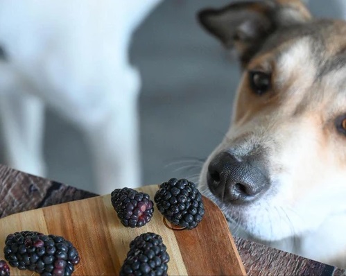 dog eats blackberries