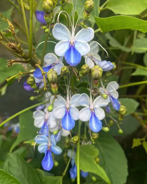 Blue Flower Names & Images in garden