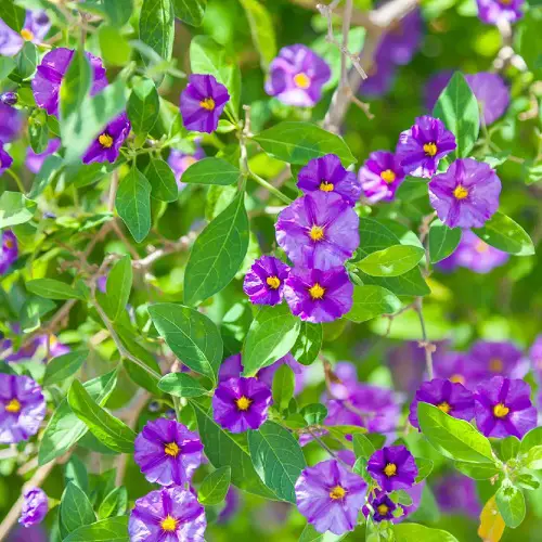lovely Blue and Yellow Flowers