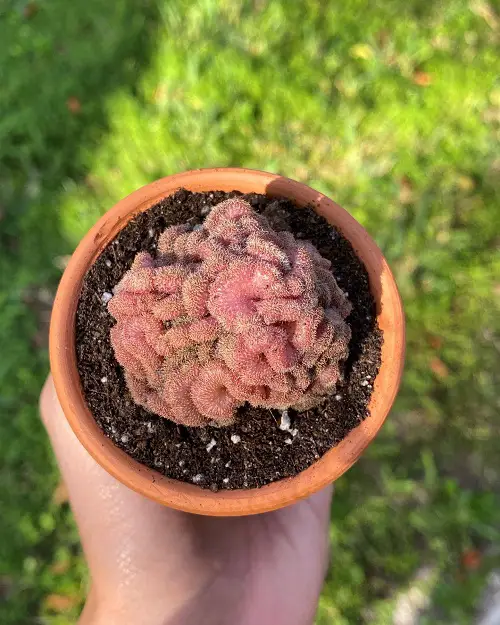 Weird Plants that Look Like Brain 2