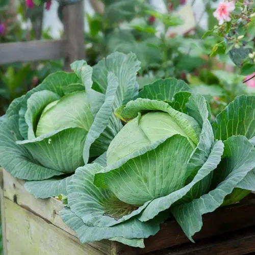 Sage Companion brassicas