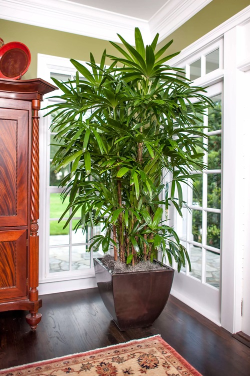 Tall Tree Like Houseplants