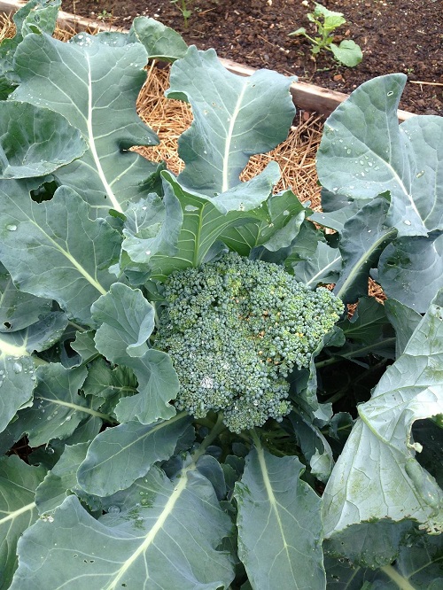 Plants for February month Vegetable 5