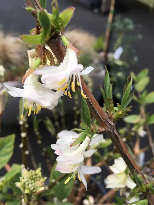 Various Honeysuckle Varieties That You Can Grow