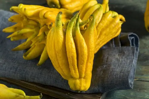 yellow Buddha’s Hand