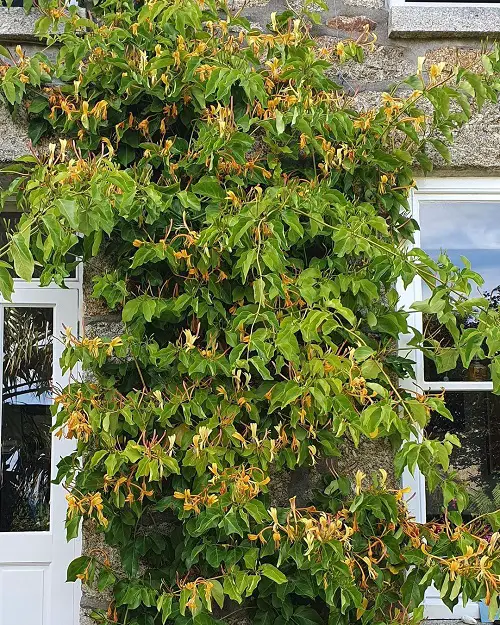 Different Types of Honeysuckle Varieties You Can Grow in backyard
