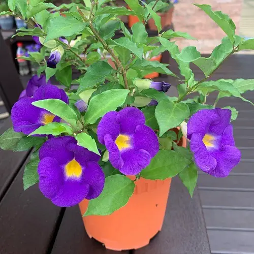 Lovely blossoms in blue and yellow