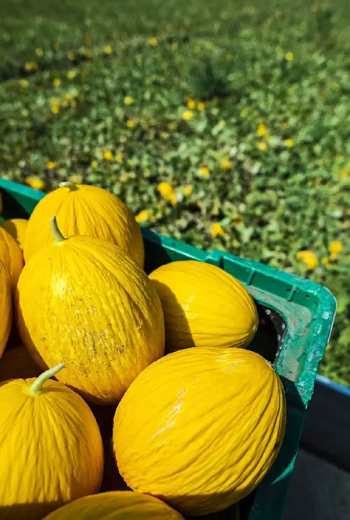 yellow Canary Melon