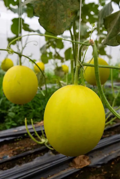 yellow Canary Melon