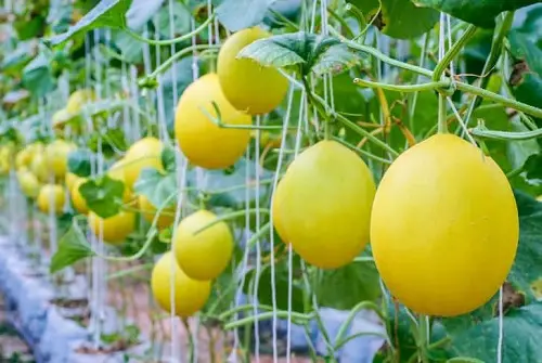 Yellow Watermelon