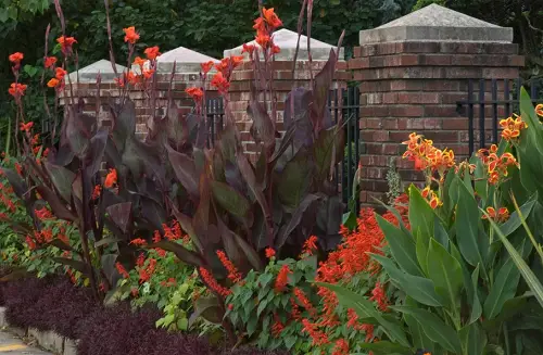 Low-Maintenance Shrubbery 12