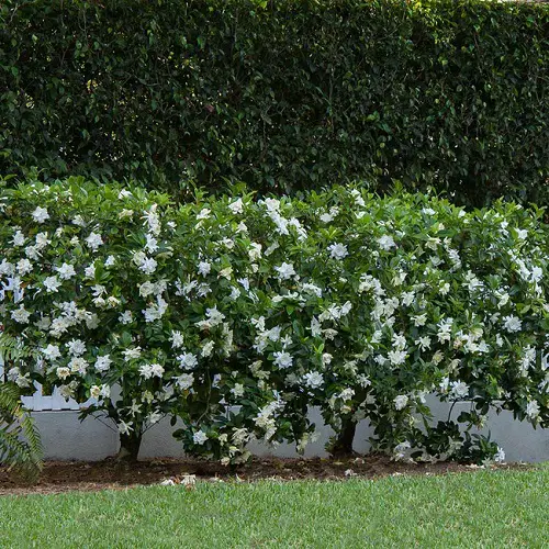 Low-Maintenance Hedge Plants 5