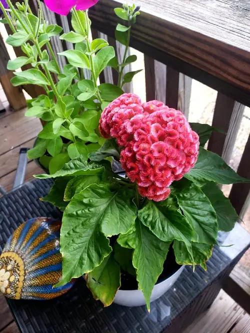 Strange Plants with Brain-Resemblances 5