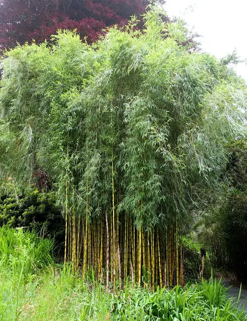 Bamboo Types for Gardens and Container Gardens