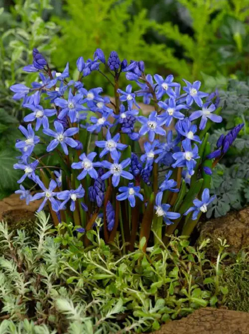 blue and white flower bloom 15