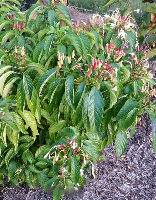 Best Clerodendrum Varieties in yard