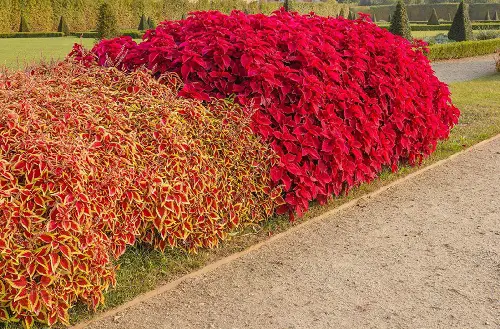 Low-Maintenance Hedge Plants 2