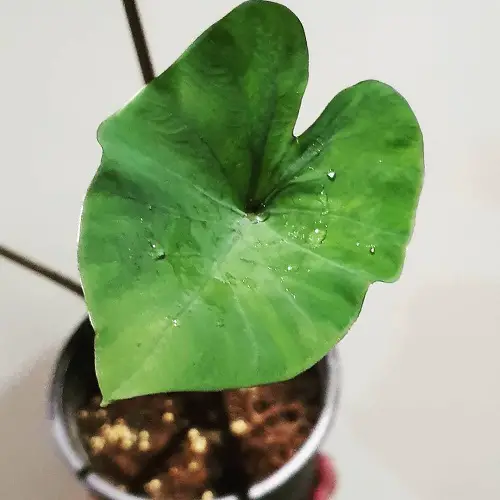 Plants Like Elephant Ears 8