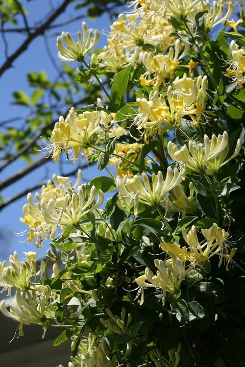Various Honeysuckle Varieties That You Can Grow in garden