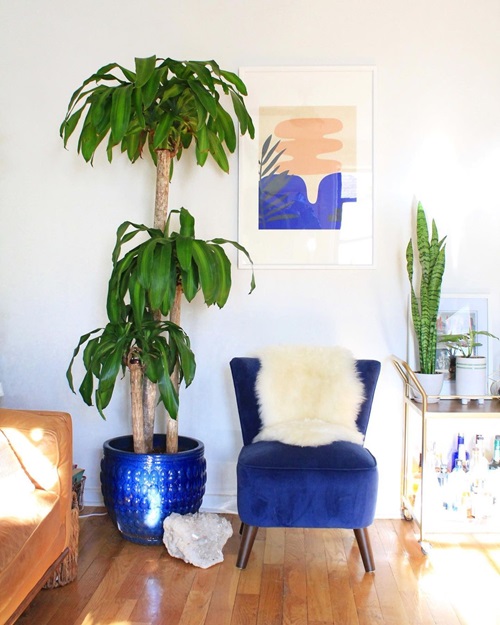 Pictures of Tall Tree Like Houseplants near couch