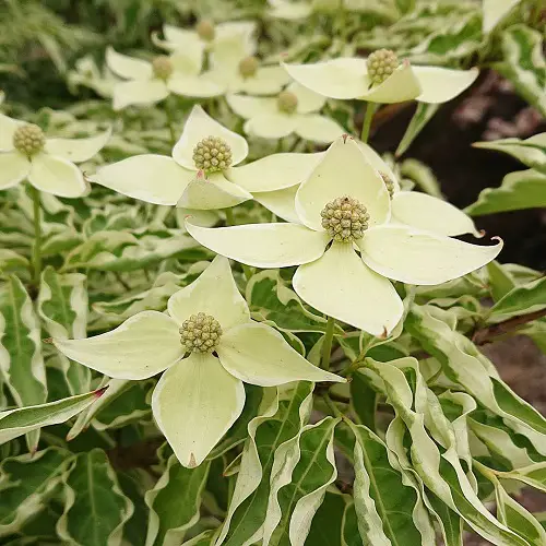 “Wolf Eyes” Dogwood look like eyes