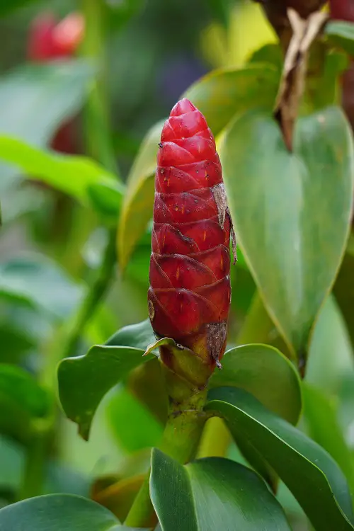 Plants with Penis-Resemblance 3