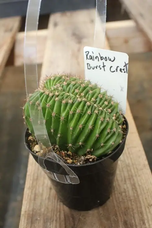 Plants with Brain-Like Structure 3