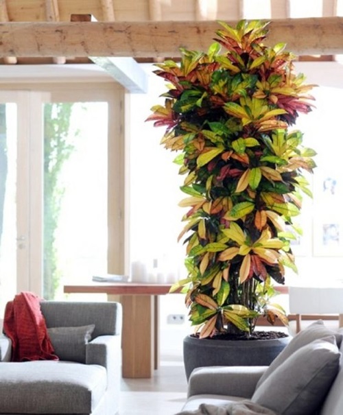 Images of Houseplants That Look Like Tall Trees near Window