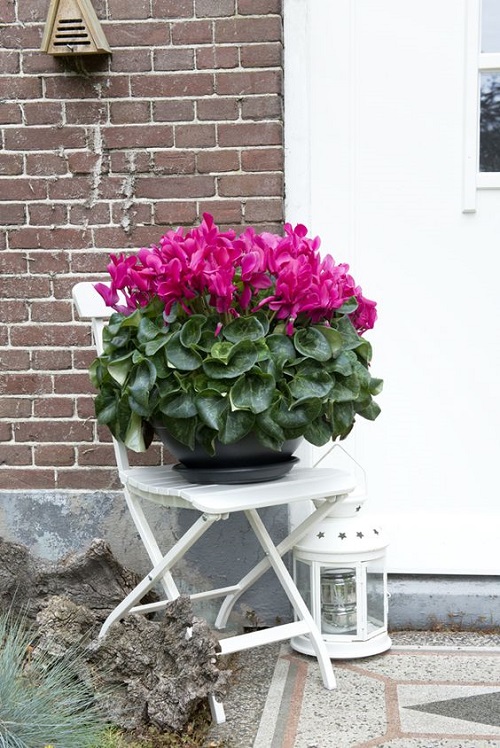 Flowers that Bloom in Late Fall and Winter on chair