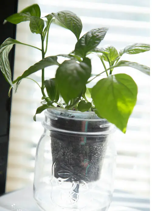 Self-Watering Plastic Soda Bottle Ideas