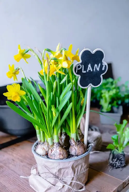 Pets Can Get Poison from Certain Flowers