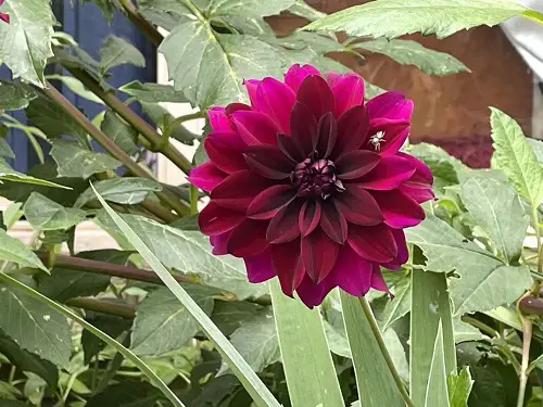 Black Dahlia Flower Varieties in garden