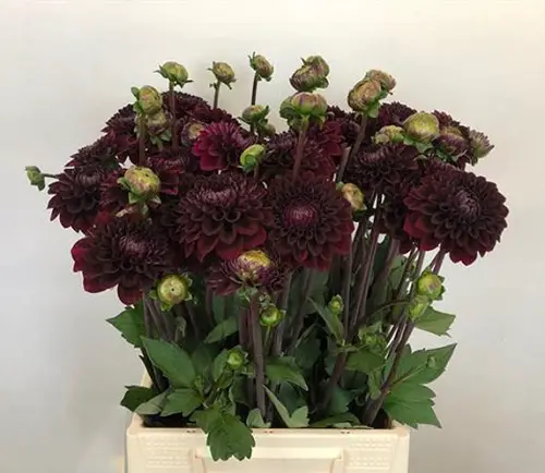 Black Dahlia Flower Varieties in wooden pot