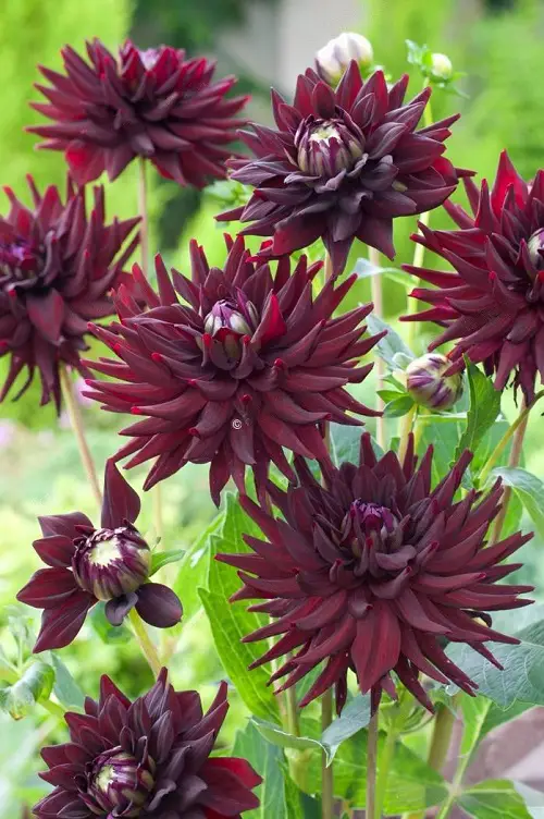 Black Dahlia Flower Varieties in india