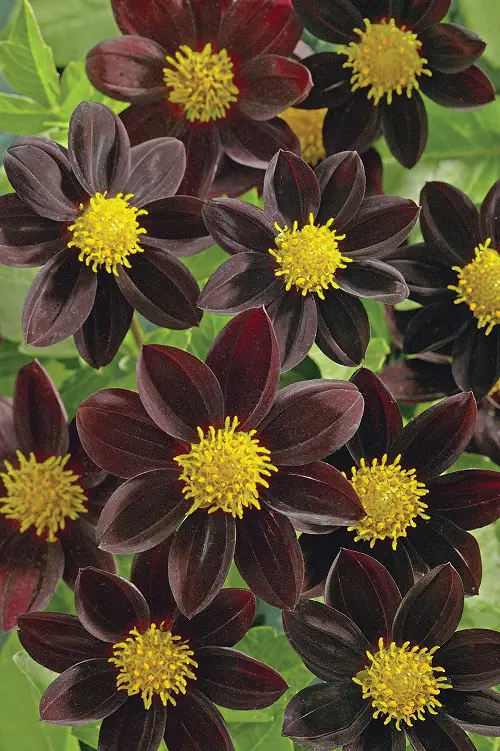 Black Dahlia Flower Varieties how to grow