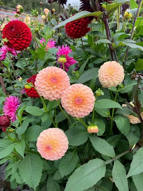 Flowers that Look like Peonies in garden