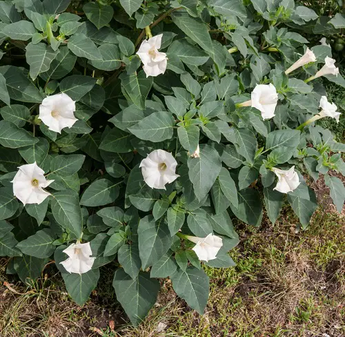 best Typical Poisonous Flowers in yard