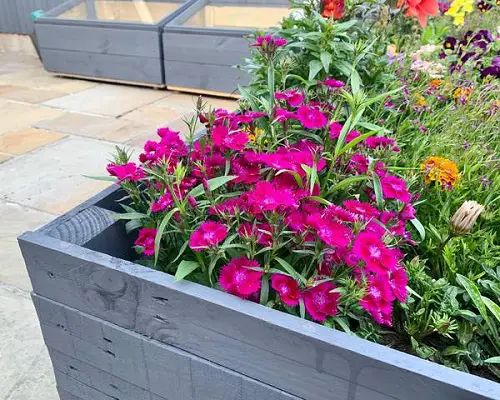Sage Companion sweet william