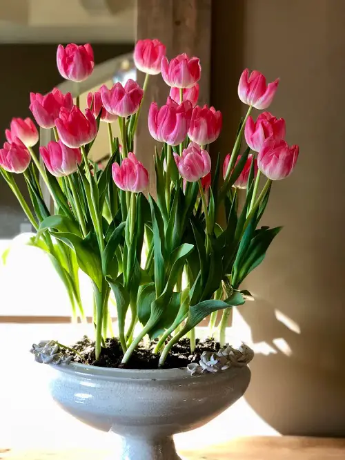 best Flowers that Remind Me of Peonies