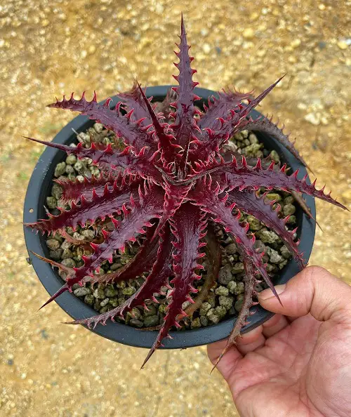 Sawblade Plant that Look like Aloe Vera