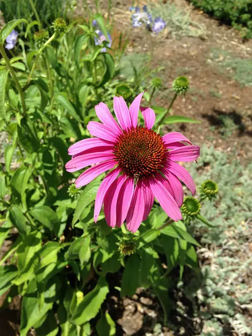 Many types of coneflowers 3