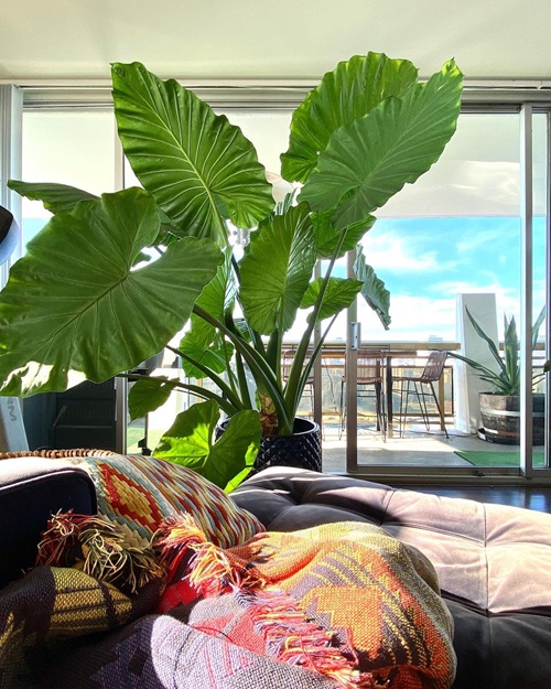 Pictures of Tall Tree Like Houseplants