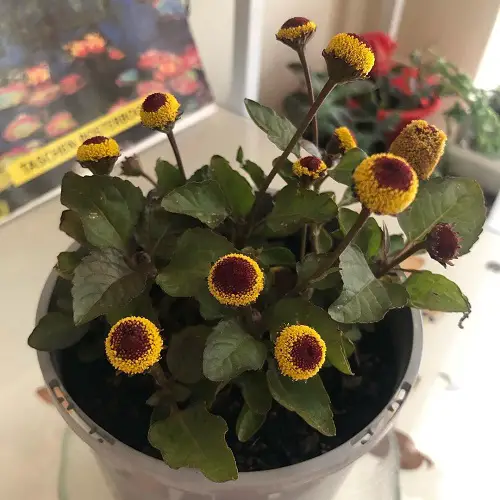 Eyeball Plant flower Look like eyes