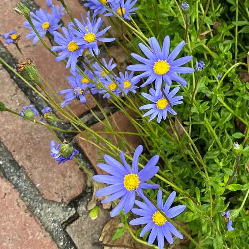 gorgeous flowers in blue and yellow
