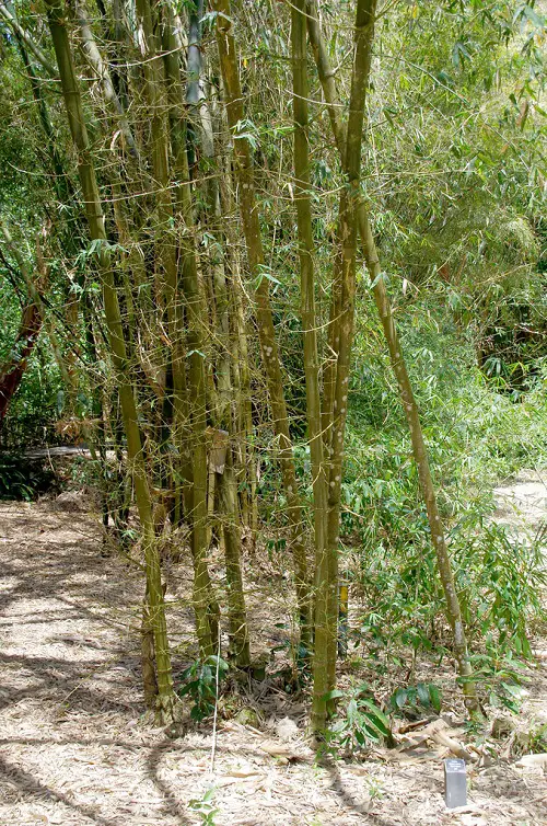 Bamboo Plants to Grow in Gardens and Containers