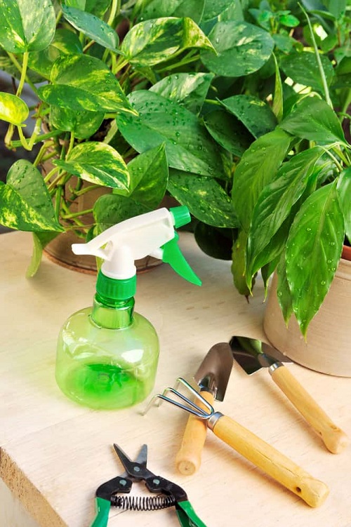 pothos trail best trick is Fertilize Regularly