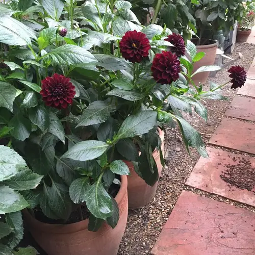 Black Dahlia Flower Varieties in pathway