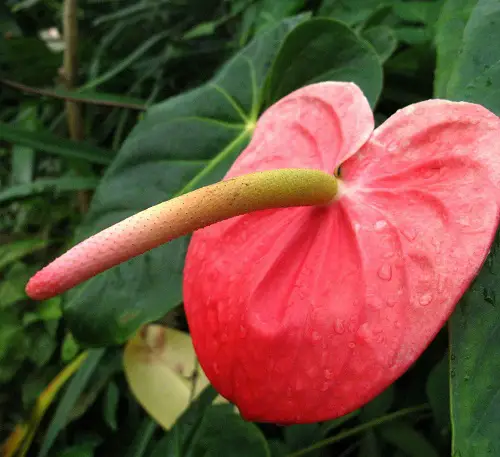 Shocking Plants with Penis-Resemblance 3